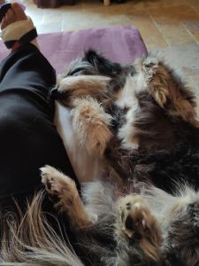 Mein Hund hat mich getröstet, als ich mit Gips daheim saß und nicht arbeiten konnte.